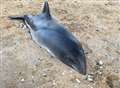 Dead porpoise washes up on Kent beach