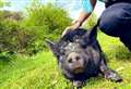 Police catch pig on the run 