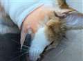 Pebbles the cat gets shot in the face