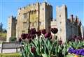 Tulips representing royalty and confidence to bloom in spring display