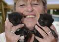 Cat sanctuary overrun with abandoned kittens