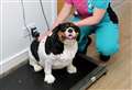 Bulging Borris chosen for pet slimming competition