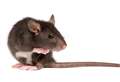 Rats 'reigning supreme' on housing estate