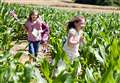 Maize Maze will be a summer casualty