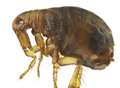 Infested - the five worst plagues to have struck Kent 