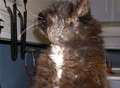 Pet ban for couple after cat dies of untreated abscess