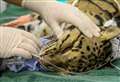 Leopard gets visit from the dentist