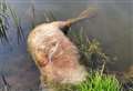 Pony floating on river 'discarded like rubbish'