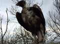 Shock as dead vulture-like bird found impaled