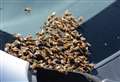 Bees swarm on car
