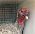 Christmas Turkey found roaming streets
