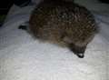 Hedgehog paralysed after being kicked 'like a football' by yobs