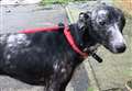 Underweight dog abandoned in cold and wet