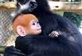 Adorable baby monkey welcomed at animal park