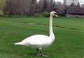 Mayor's 400th year of owning swans