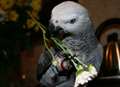 Hunt for pizza-loving parrot who whistles 'The Good, Bad and Ugly'