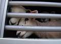 Live animal exporters in line for payouts over illegal ban at port