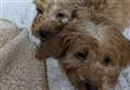 Pups dumped in bin 'not out of the woods yet'