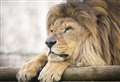 Lion not expected to survive childhood dies aged 18