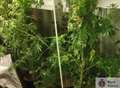 Cannabis plants seized - but who grew them? 