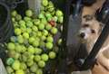‘Cheeky’ dog steals more than 100 tennis balls from courts