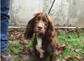 Springer spaniels brought home after theft