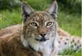 Big Cat Sanctuary’s eldest resident dies