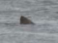New sighting of Herne Bay shark