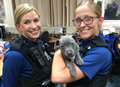 Stolen puppies returned to owners