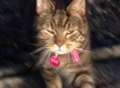 Row over moggy rehomed in microchip mix-up