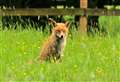 Probe launched after dead foxes found with 'suspicious injuries'