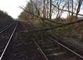 Fallen tree caused rail delays