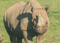 Animal parks beef up security after rhino killed