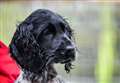 Landmark rescue of smuggled spaniel pup