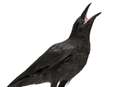 Stone the crows! Fear over 'drunken' birds