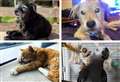 Deaf and wobbly but still going strong: Meet Kent’s oldest pets