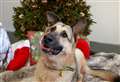 Hundreds of Christmas hampers to be gifted to dogs owned by homeless