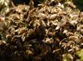 Swarm of bees leaves woman trapped in home