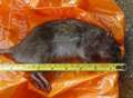 Foot-long rats 'infest 12 homes'
