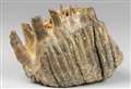 Prehistoric mammoth molar for sale