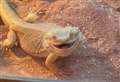 Boy's lizard on the loose after escape