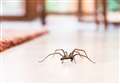 6 easy ways to keep spiders out the house in mating season 