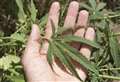 Police seize 800 cannabis plants