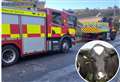 Fire crews called to rescue stuck cow