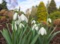 The simple snowdrop promises to be a sensation