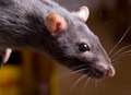Families plagued by rats