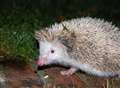 Couple's mercy mission to save albino hedgehog