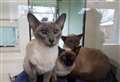 55 Siamese cats saved from house