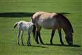 Wild horse once declared extinct in the wild born at closed Whipsnade Zoo
