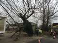 Office entrance blocked as tree blown over in high winds
